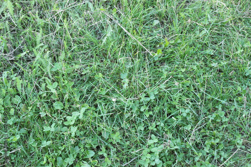 Green beautiful juicy grass background summer texture Green beautiful juicy grass background summer texture