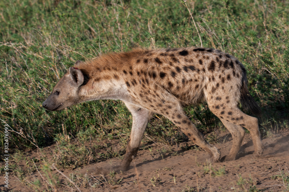 beautiful wild hyena in Serengeti National Park, Tanzania beautiful wild hyena in Serengeti National Park, Tanzania