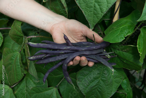 Close up of French Dwarf Beans 