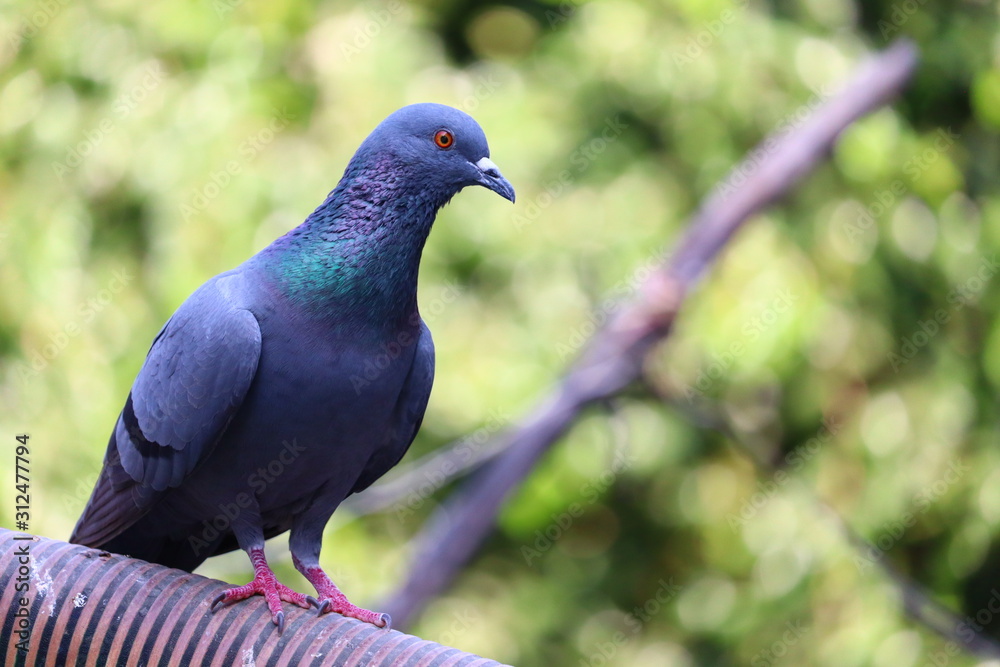 Grey sport pigeon blurry background Grey sport pigeon blurry background