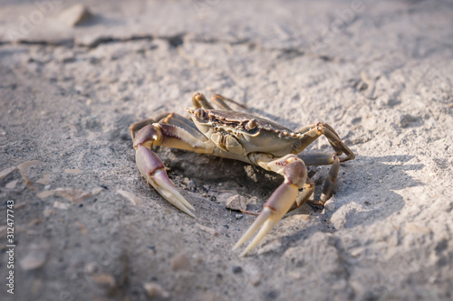 Lake crab on stone floor in sunlight