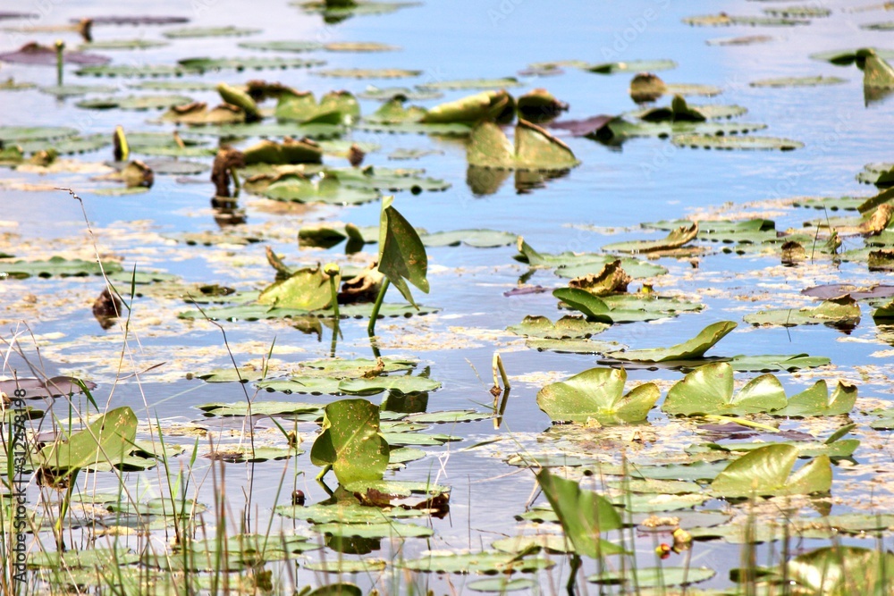 Lilypads Lilypads