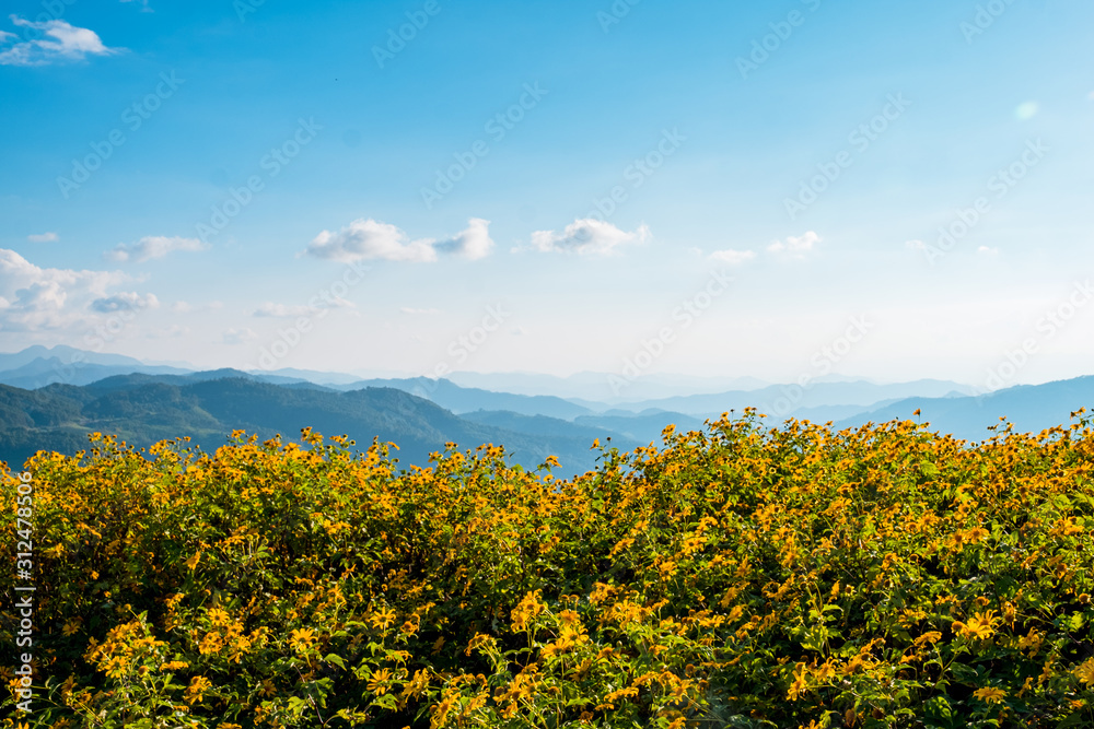 Fototapeta premium Landscape of Thung Bua thong (Tree Marigold, Mexican Sunflower) Fields on the mountain, Khun yuam, Mae Hong Son, Thailand.