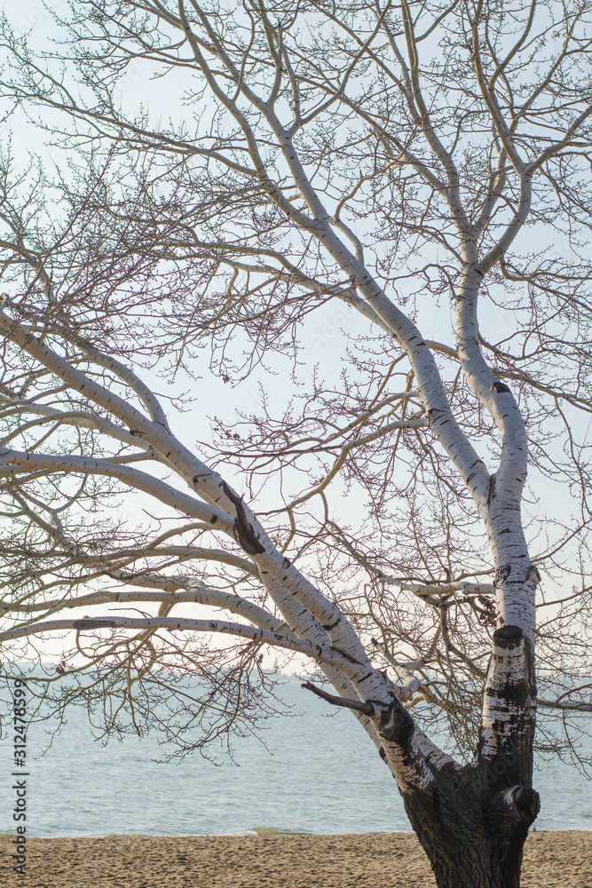 White poplar tree on the background of the sea. White poplar tree on the background of the sea.