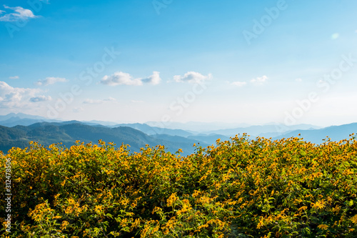 Landscape of Thung Bua thong  Tree Marigold  Mexican Sunflower  Fields on the mountain  Khun yuam  Mae Hong Son  Thailand.