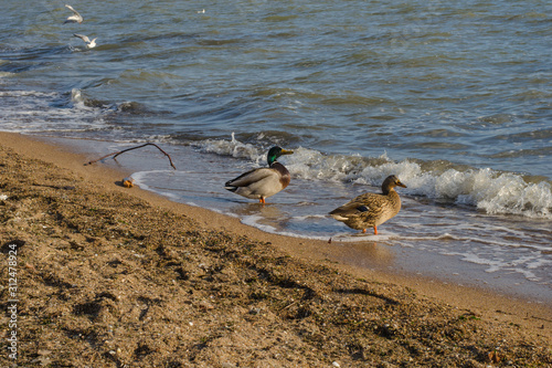 Female and male ducks on a beach.