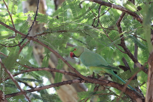 green male parrot Scarlet Macaw