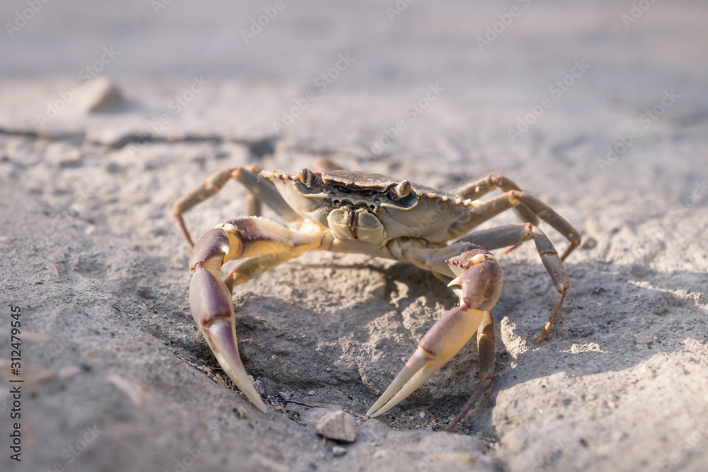 Lake crab with large claws on stone floor in sunlight