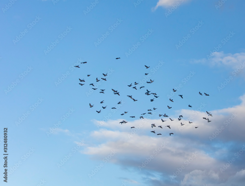 birds flying in the blue sky