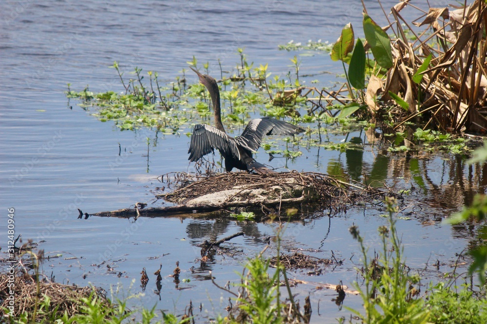 Fototapeta premium Trees