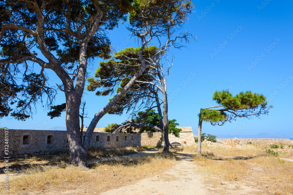 Mediterranean pines twisted by the sea wind against a wall of stone and blue sky Mediterranean pines twisted by the sea wind against a wall of stone and blue sky