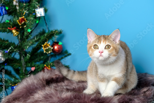 Cute British Longhair cat indoor