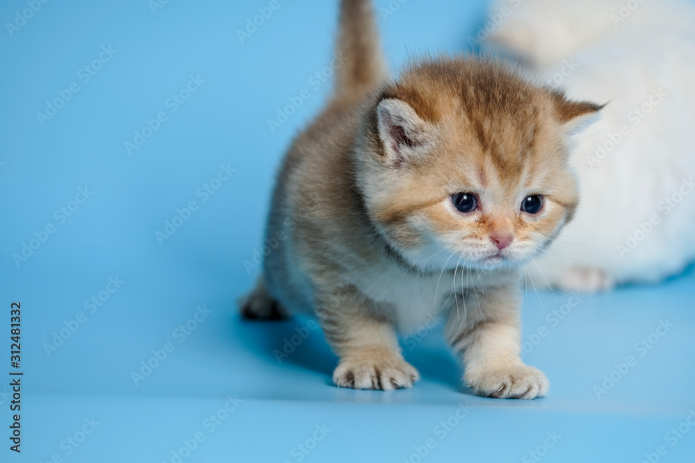 Cute British Longhair cat indoor Cute British Longhair cat indoor