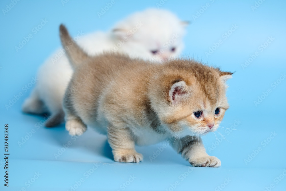 Cute British Longhair cat indoor Cute British Longhair cat indoor