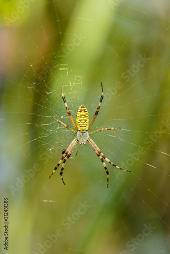 wasp spider (Argiope bruennichi) on the net