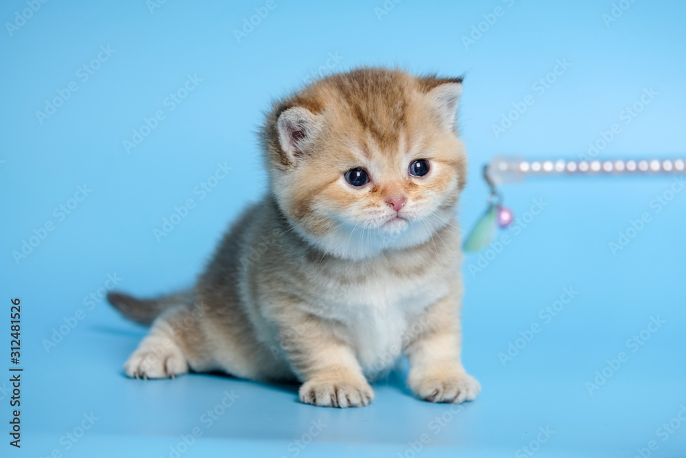 Cute British Longhair cat indoor Cute British Longhair cat indoor