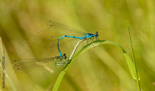 blue damselflies dragonflies mating on grass © Petr