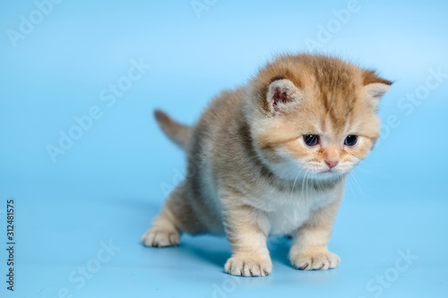 Cute British Longhair cat indoor