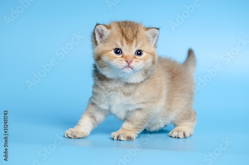 Fototapeta Naklejka Na Ścianę i Meble -  Cute British Longhair cat  indoor