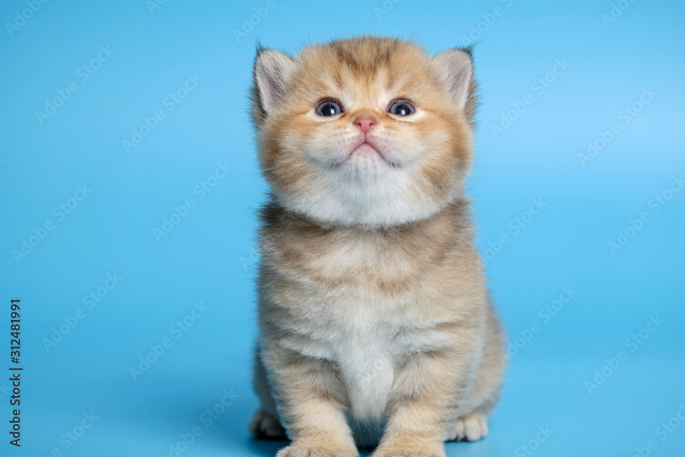 Cute British Longhair cat  indoor