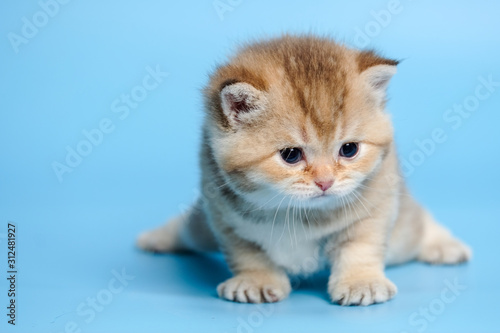 Cute British Longhair cat indoor