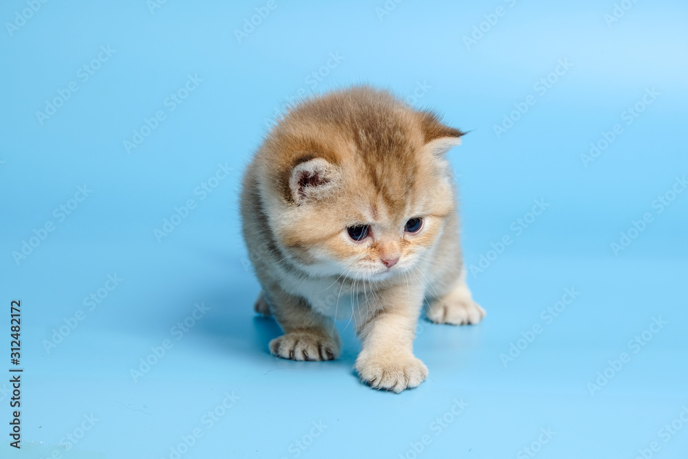 Cute British Longhair cat indoor Cute British Longhair cat indoor