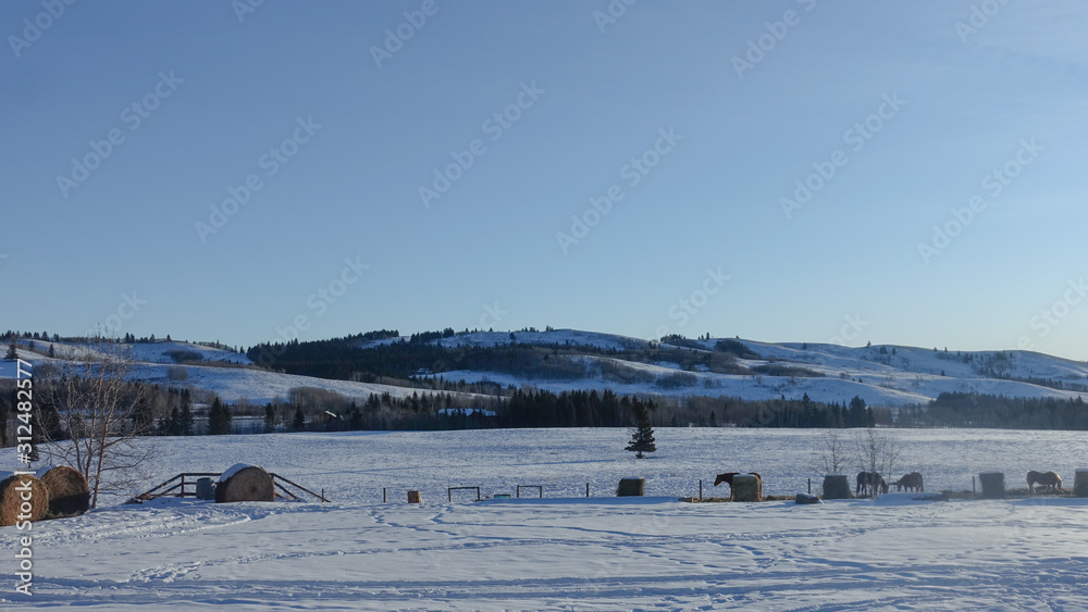 Winter landscapes of a snow-covered ranch in Cochrane, Alberta Canada