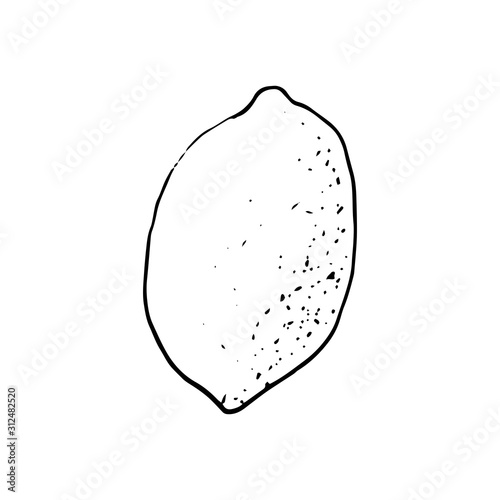Vector hand drawn lime set. Whole lime, sliced pieces, half, leaf and seed sketch. Vintage retro style drawing for tea, juice, cosmetics. Tropical summer fruit isolated on a white background.