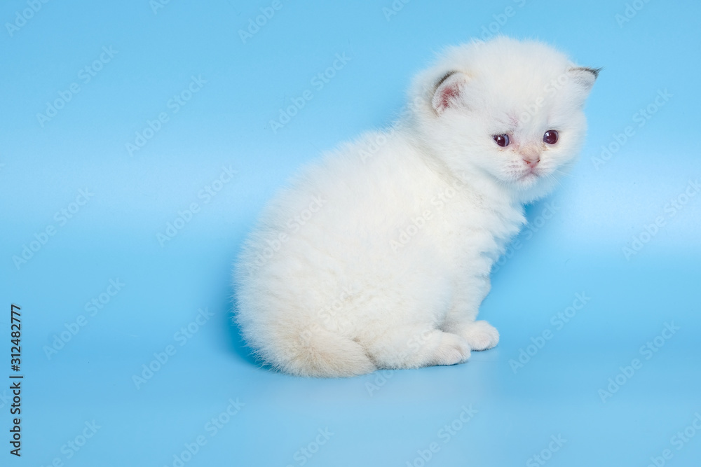 Fototapeta premium Cute British Longhair cat indoor