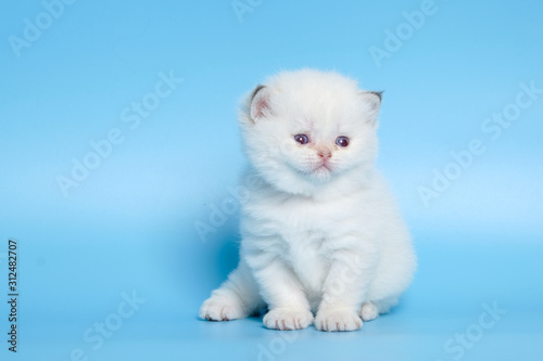 Cute British Longhair cat  indoor © panyawatt