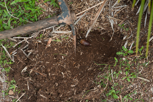 Fototapeta Naklejka Na Ścianę i Meble -  acorns in hole in ground, sowing, with cultivation tools