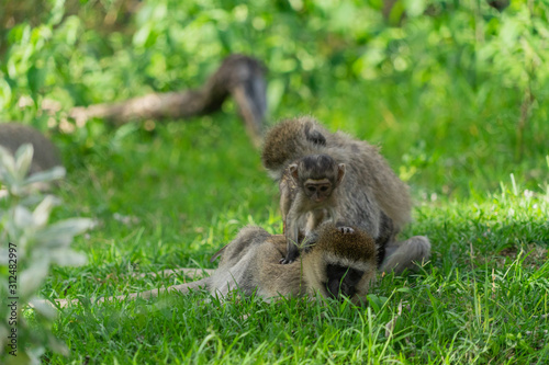 Monkey family with two babies
