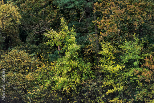 Pattern of autumn colored foliage.