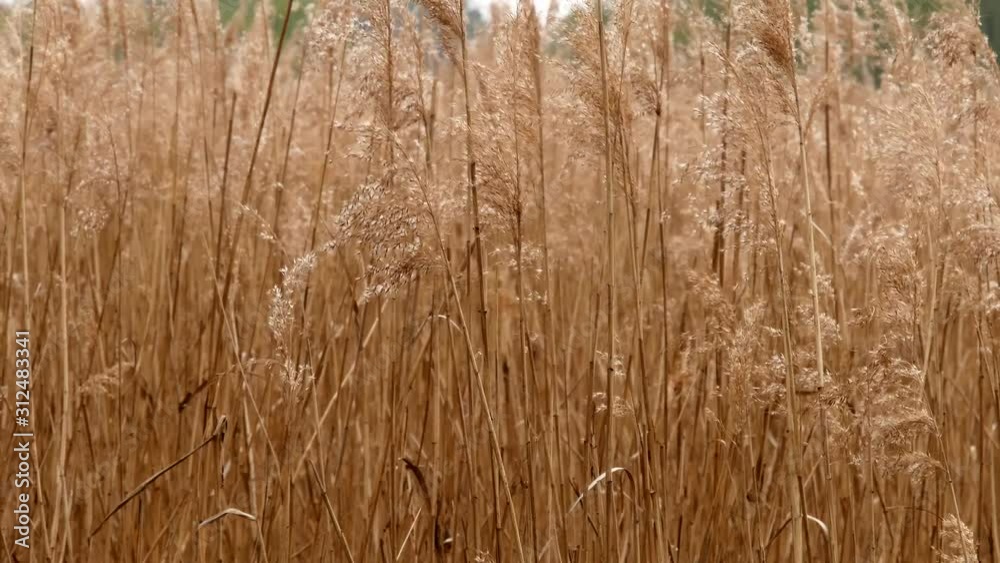 Dry grass. Tall dry grass grows in a large field. Closeup. Blades of grass sway due to the wind on a sunny, autumn day. Dry grass. Tall dry grass grows in a large field. Closeup. Blades of grass sway due to the wind on a sunny, autumn day.