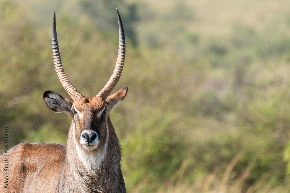 A closeup of male waterbuck looking in attention inside Masai Mara National Reserve during a wildlife safari A closeup of male waterbuck looking in attention inside Masai Mara National Reserve during a wildlife safari