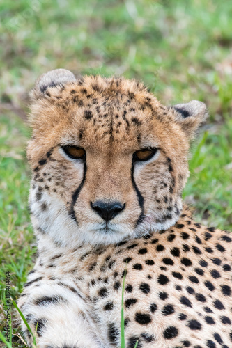 A cheetah relaxing in the plains of Africa inside Masai Mara National Reserve during a wildlife safari