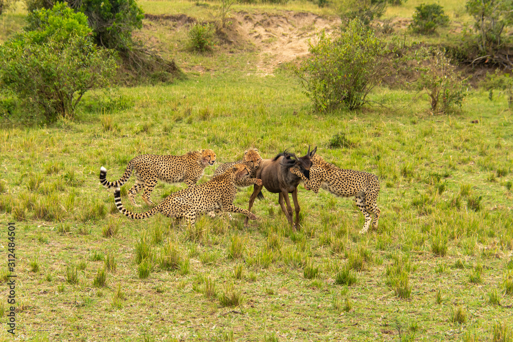 Naklejka premium A mother and three cheetah cubs killing a wildebeest in the plains of Africa inside Masai Mara National Reserve during a wildlife safari