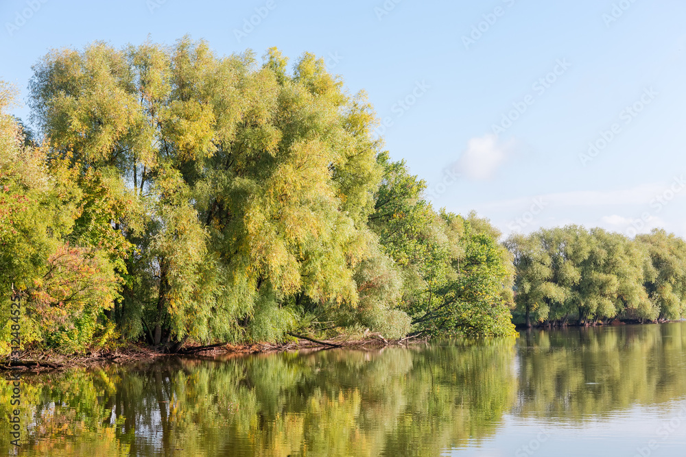 Pond with old willows and poplars on shore in autumn