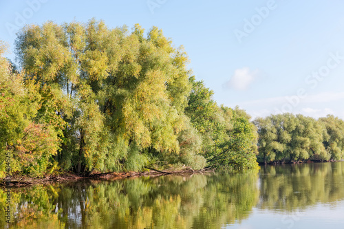 Pond with old willows and poplars on shore in autumn