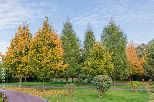 Autumn park with deciduous and conifers trees and bushes