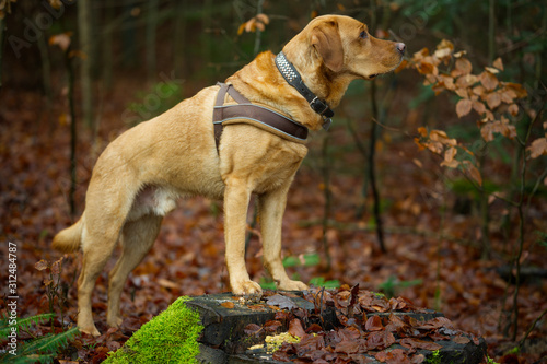 Fuchsroter Labrador Retriever im herbstlichen Wald