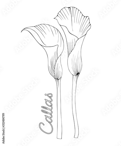 Black and white drawing of two Calla lilies. Tattoo design or coloring for your creativity.