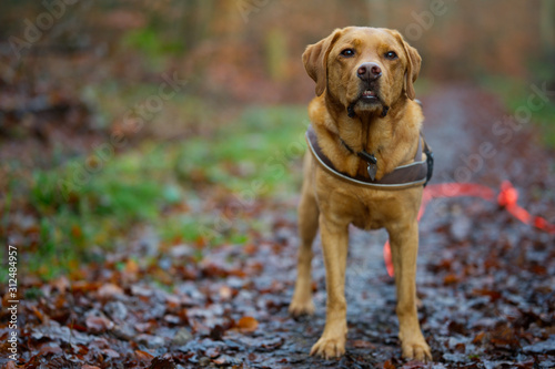 Fuchsroter Labrador Retriever im herbstlichen Wald