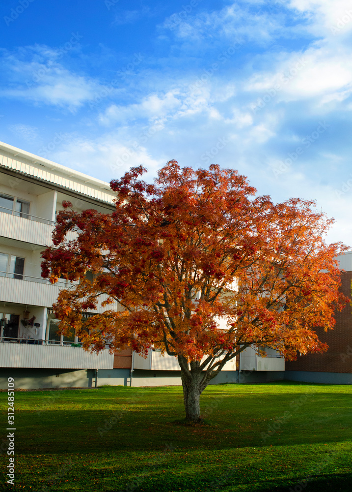 Naklejka premium Autumn in town