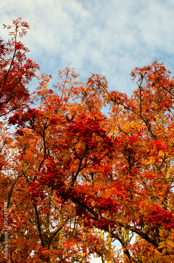 Autumn Autumn
