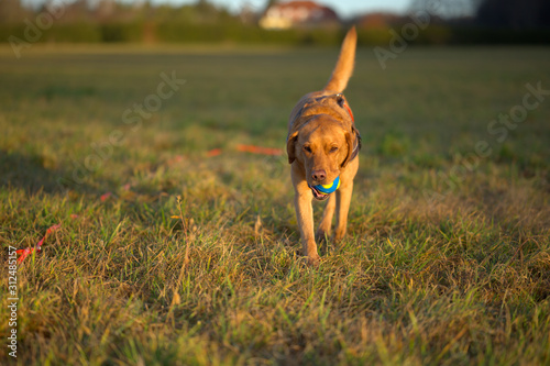 Tableau sur toile Fuchsroter Labrador Retriever beim Apportieren