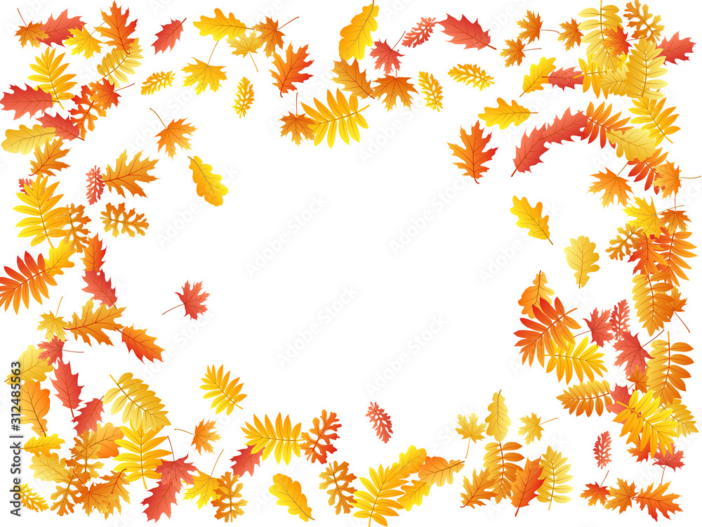 Oak, maple, wild ash rowan leaves vector, autumn foliage on white background. Oak, maple, wild ash rowan leaves vector, autumn foliage on white background.