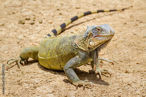 Close up green iguana standing on ground