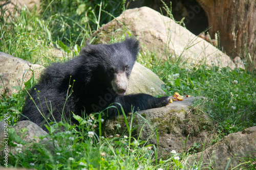 Sloth bear cub. Melursus ursinus.