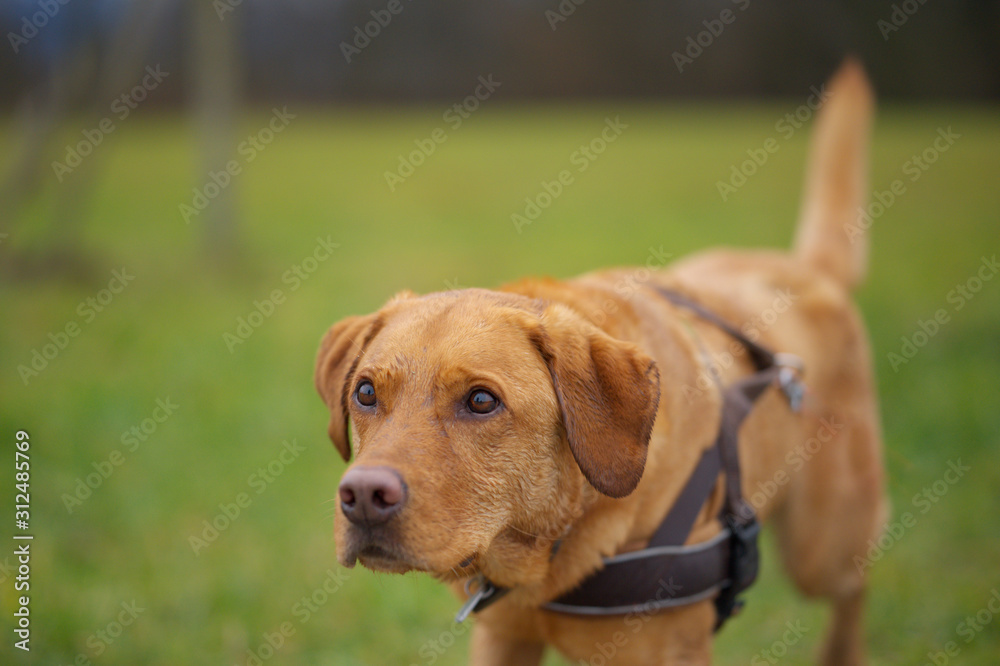 Portrait von einem fuchsroten reinrassigen Labrador Retriever